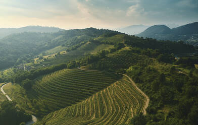 Luftaufnahme einer schönen Landschaft voller Weinberge, die an den Hängen der Poebene in Italien angebaut werden. - AAEF13328