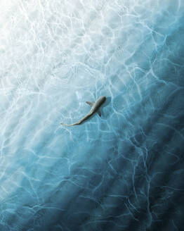 Aerial view of a black tipped baby shark cruising along the beach lagoon near Maafushi island, Maafushi, Kaafu atoll, Maldives. - AAEF13336