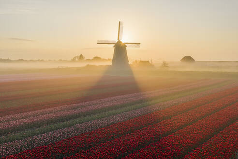 Aerial view of windmill with tulip field in the countryside in Schermerhorn, Noord-Holland, Netherlands. - AAEF13375