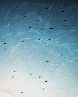 Aerial view of birds flying over a sand bank lagoon, Meemu atoll, Maldives. - AAEF13448