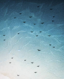 Luftaufnahme von Vögeln, die über eine Sandbanklagune fliegen, Meemu-Atoll, Malediven. - AAEF13448