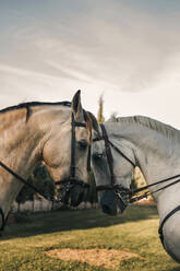 Two horses touching head at ranch - GRCF01084