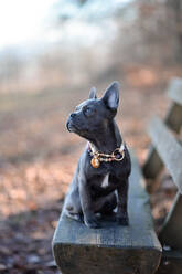 Portrait of French bulldog puppy sitting on park bench in autumn - FDF00337