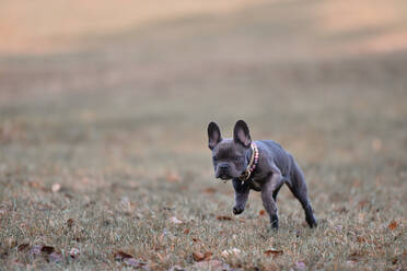 Französische Bulldogge Welpe läuft auf Herbst Gras - FDF00338