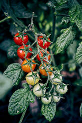 Unripe and ripe cherry tomatoes growing on twig of plant in agricultural farm in rural area - ADSF31660