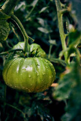 Closeup grüne Tomate reifen mit Regentropfen auf Zweige der Pflanze wächst in landwirtschaftlichen Bereich auf dem Lande - ADSF31661