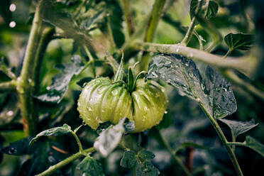 Closeup green tomato ripening with raindrops on branches of plant growing in agricultural field in countryside - ADSF31662