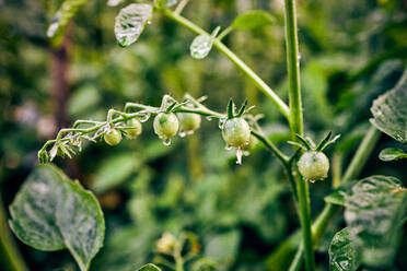 Kleine unreife Kirschtomaten, die auf einem Pflanzenzweig in einem landwirtschaftlichen Betrieb in einer ländlichen Gegend wachsen - ADSF31663