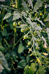 Kleine unreife Kirschtomaten, die auf einem Pflanzenzweig in einem landwirtschaftlichen Betrieb in einer ländlichen Gegend wachsen - ADSF31665