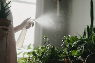 Woman spraying water on leaves of houseplants at home - SEAF00038