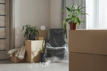 Potted plant with stack of cardboard boxes in new apartment - VPIF05248