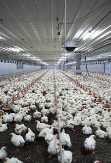 Eine Herde weißer Hühner in einer beleuchteten Fabrik - VEGF05208