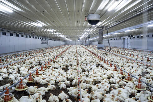 Hühnerherde in einer Geflügelfarm - VEGF05209