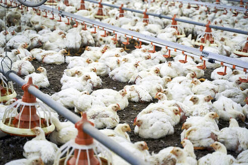 Weißes Huhn inmitten von Futterautomaten in einer Produktionsfabrik - VEGF05211