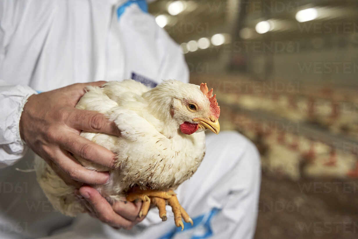 Male positive farmer holding chicken in poultry farm Stock Photo