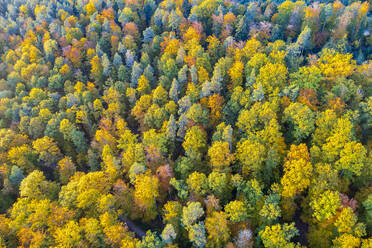 Herbstbäume im Schwäbisch-Fränkischen Wald, Deutschland - STSF03098