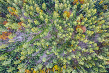 Herbstlandschaft mit Bäumen im Schwäbisch-Fränkischen Wald, Deutschland - STSF03101