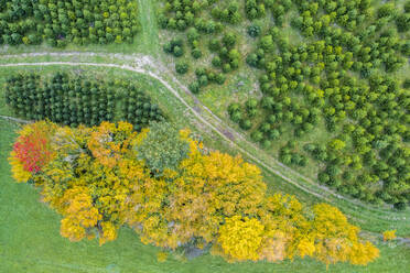 Beautiful landscape of autumn forest - STSF03103