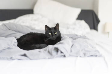 Katze sitzt auf dem Bett zu Hause - CHPF00803