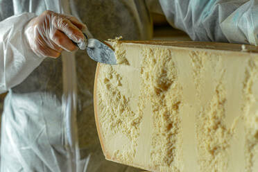 Portrait of cheese maker carrying hard cheeses - Stock Image - F023/1666 -  Science Photo Library