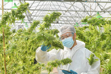 Illegal Cannabis Factory Green house, A close up of the marijuan - CAVF95129