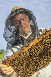 Imker Barry Hart kontrolliert seinen Bienenstock in Barwick, Georgia - CAVF95135