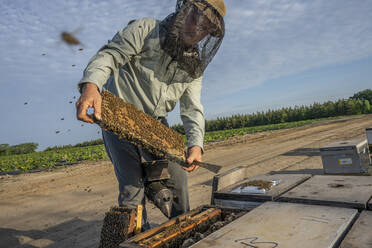 Imker Barry Hart prüft seinen Honigbienenstock in Barwick, Georgia - CAVF95136