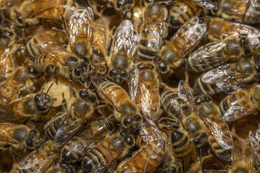 Honigbienen sitzen oben auf dem Bienenstock in Barwick, Georgia. - CAVF95146