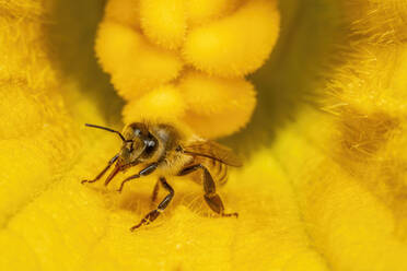Honigbiene bei der Bestäubung einer Kürbisblüte in Barwick, Georgia. - CAVF95148