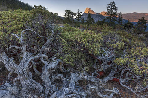 Manzanita, nahe Hell's Half Acre, Ansel Adams Wilderness, Kalifornien - CAVF95153