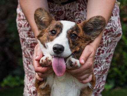 Hübscher gestromter junger Corgi, der posiert und Grimassen schneidet - CAVF95196