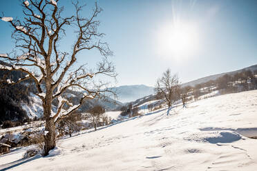 Kahle Bäume auf schneebedecktem Boden in Trebesing, Kärnten, Österreich - DAWF02279