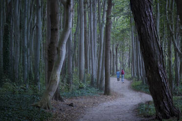 Freunde wandern im Geisterwald bei Sonnenuntergang - FCF02015