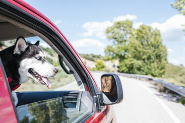 Dog looking out of van window - JCMF02238