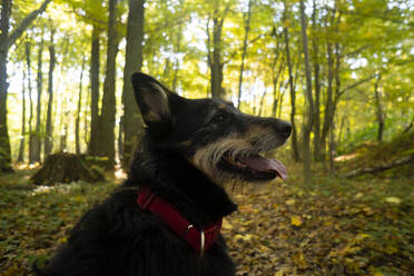 Hund mit Halsband und heraushängender Zunge im Wald - SSGF00272