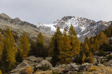 Herbstbäume und Berge in den Rätischen Alpen, Italien - MRAF00763