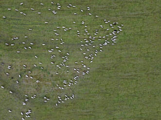 Luftaufnahme einer Schafherde auf einer grünen Weide - KNTF06519