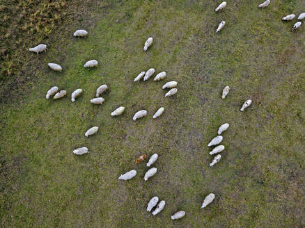 Aerial view of flock of sheep grazing in pasture - KNTF06520