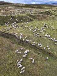 Luftaufnahme einer großen Schafherde, die auf grasbewachsenen Hügeln weidet - KNTF06521