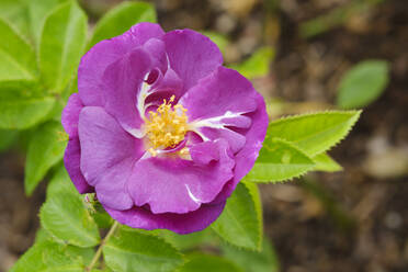 Kopf einer rosa blühenden Floribunda-Rose - WIF04466
