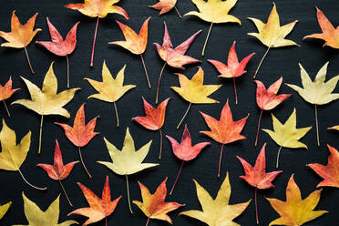 Top-Ansicht voller Rahmen Zusammensetzung der hellen bunten getrockneten Herbstblätter auf schwarzem Hintergrund - ADSF31724