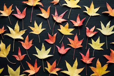 Top view full frame composition of bright multicolored dried autumn leaves on black background - ADSF31724