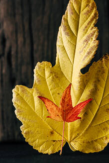 Autumn bright yellow and orange maple leaf against dark wooden background in daylight - ADSF31727