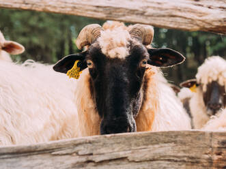 Schnauze eines ruhigen reinrassigen Schafes mit flauschiger Wolle und Ohrmarke, das in einem grünen Wald an einem sonnigen Tag wegschaut - ADSF31788