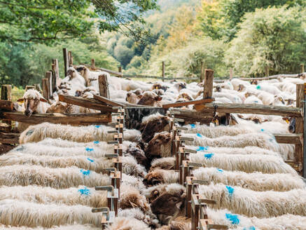 Von oben blau gefärbte Markierungen auf der Wolle von Schafen, die tagsüber auf einem Bauernhof gefüttert werden - ADSF31790