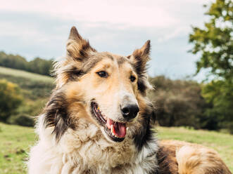 Liebenswerter aufmerksamer flauschiger Rough Collie Hund, der auf einer grasbewachsenen Wiese steht und in einem hügeligen Tal unter bewölktem Himmel wegschaut - ADSF31791