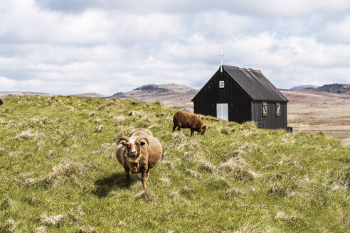 Fluffy Schafe weiden auf grünem Gras im Feld gegen schwarze Holzkirche mit weißem Kreuz in der Landschaft in Island in der Tageszeit - ADSF31808