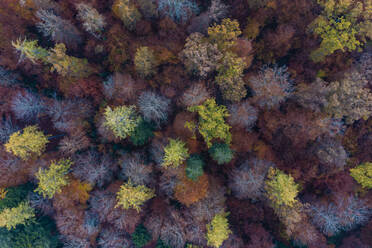 Luftaufnahme des Herbstwaldes im Schurwald - WDF06680