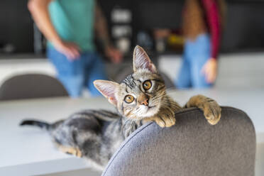 Cat leaning on chair with couple in background at home - DLTSF02401