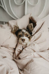 Yorkshire Terrier wrapped in blanket on bed at home - SEAF00177